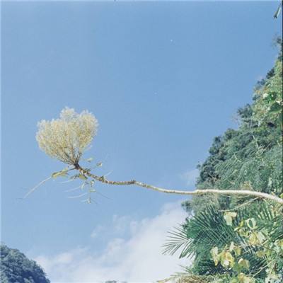 山海镜花vivo下载